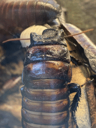 Madagascar Hissing Cockroach at the Insectarium at the Royal Artis Zoo
