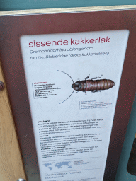 Explanation on the Madagascar Hissing Cockroach at the Insectarium at the Royal Artis Zoo