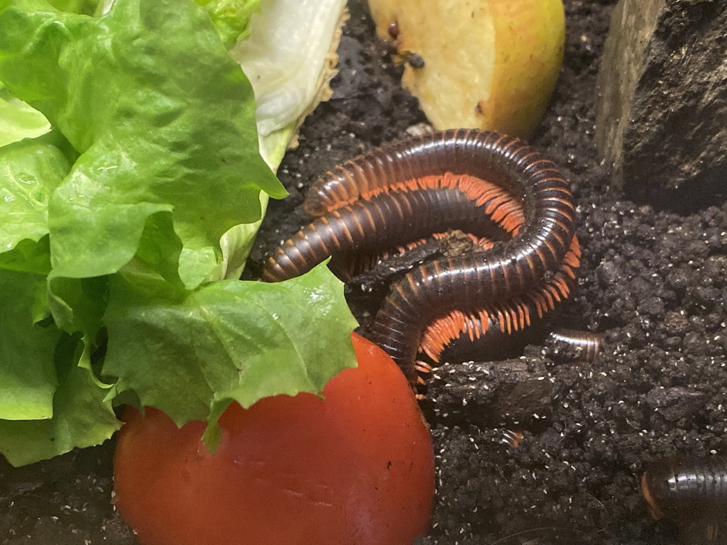 Millipedes at the Insectarium at the Royal Artis Zoo