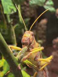 Violet-winged Grasshopper at the Insectarium at the Royal Artis Zoo