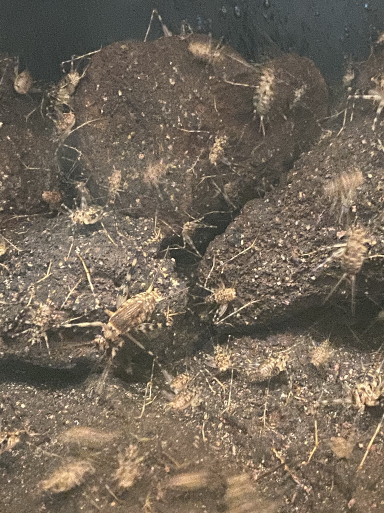 Cave Crickets at the Insectarium at the Royal Artis Zoo