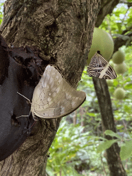 Butterfly at the Butterfly Pavilion at the Royal Artis Zoo