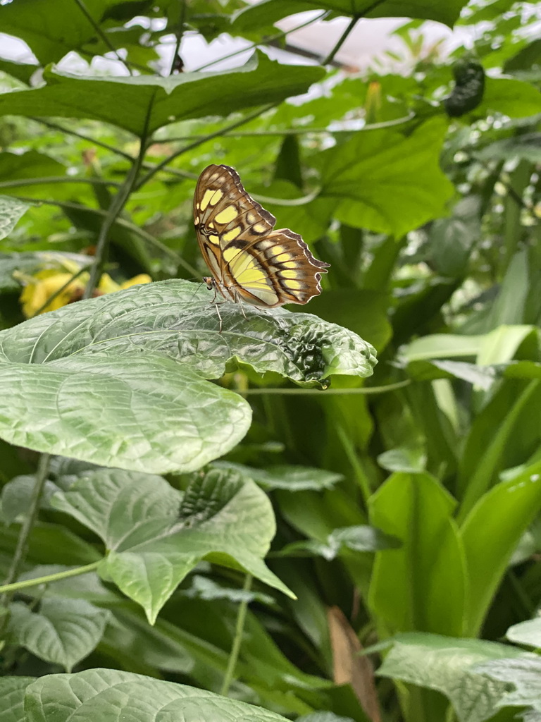 Malachite Butterfly at the Butterfly Pavilion at the Royal Artis Zoo