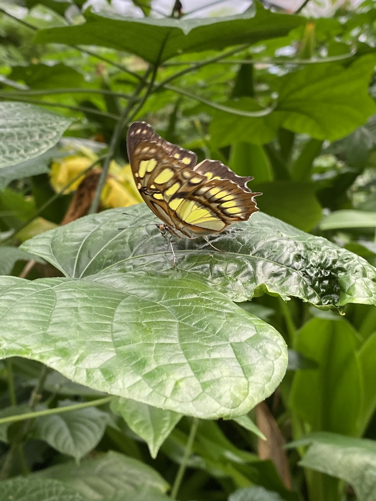 Malachite Butterfly at the Butterfly Pavilion at the Royal Artis Zoo