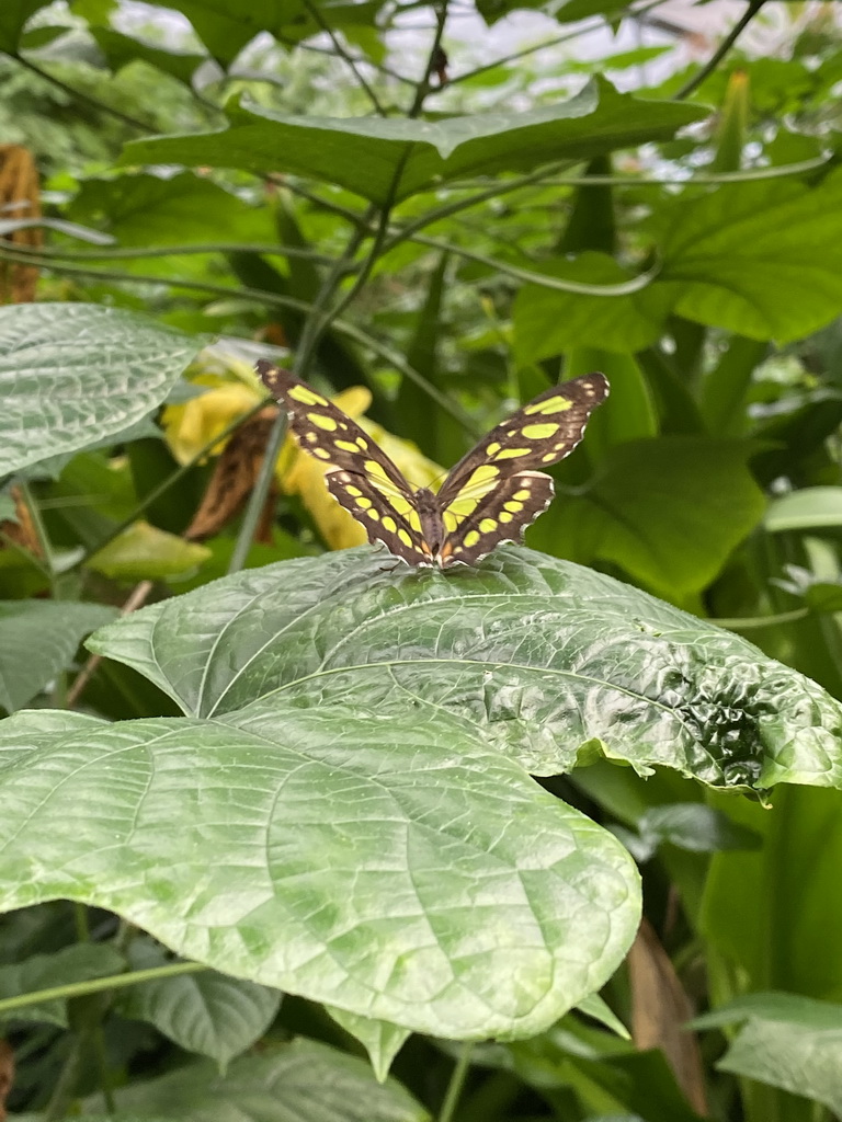 Malachite Butterfly at the Butterfly Pavilion at the Royal Artis Zoo