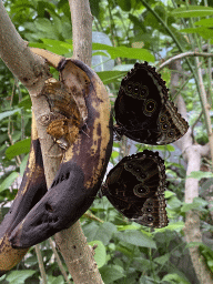 Butterflies at the Butterfly Pavilion at the Royal Artis Zoo