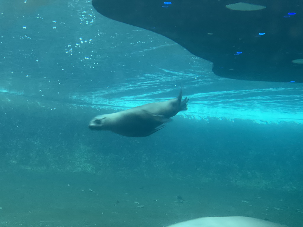 California Sea Lion under water at the Royal Artis Zoo