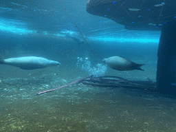 California Sea Lions under water at the Royal Artis Zoo