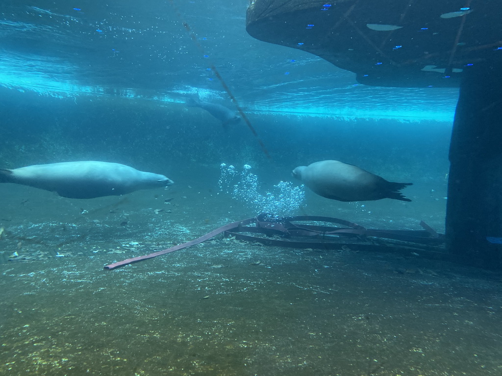 California Sea Lions under water at the Royal Artis Zoo