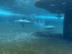 California Sea Lions under water at the Royal Artis Zoo