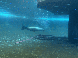 California Sea Lion under water at the Royal Artis Zoo