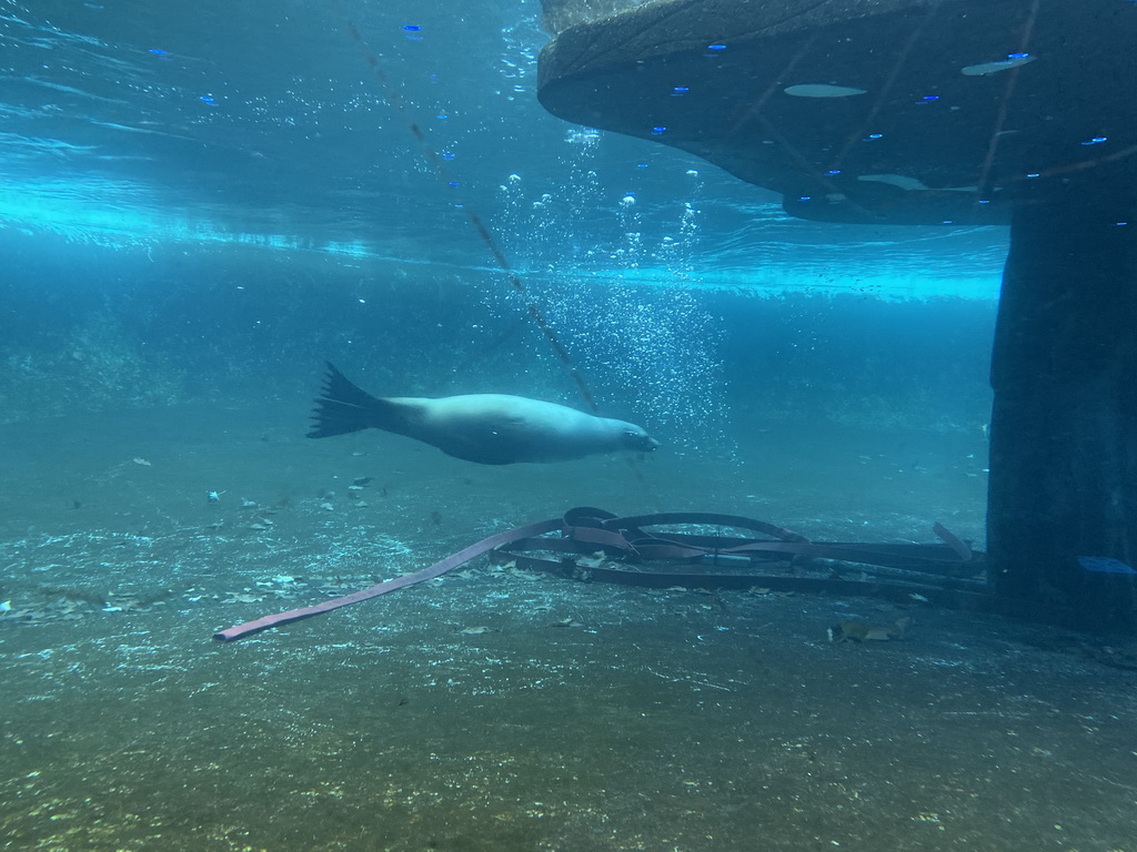 California Sea Lion under water at the Royal Artis Zoo