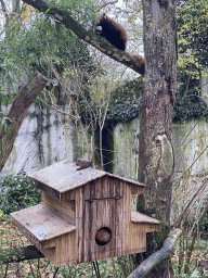 Red Pandas at the Royal Artis Zoo