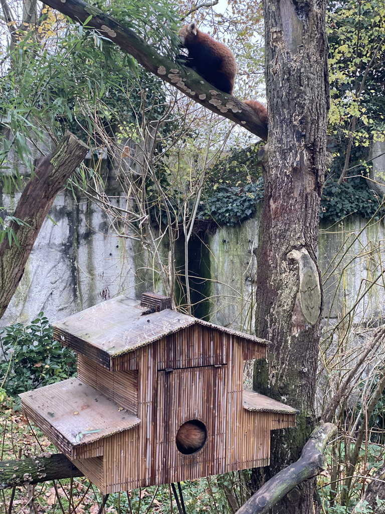 Red Pandas at the Royal Artis Zoo