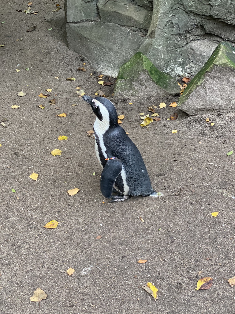 African Penguin at the Royal Artis Zoo