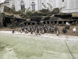 African Penguins and Northern Gannets at the Royal Artis Zoo