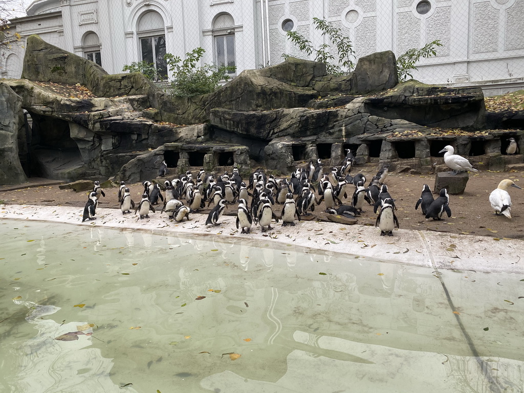 African Penguins and Northern Gannets at the Royal Artis Zoo