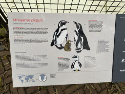 Explanation on the African Penguin at the Royal Artis Zoo
