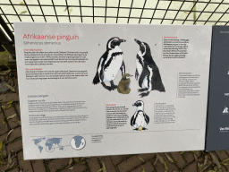 amsterdam_20_073 - 296 kb - 1024x768 - Explanation on the African Penguin at the Royal Artis Zoo Explanation on the African Penguin at the Royal Artis Zoo