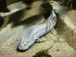 West African Lungfish at the Lower Floor of the Aquarium at the Royal Artis Zoo