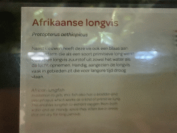 amsterdam_20_075 - 314 kb - 1024x768 - Explanation on the West African Lungfish at the Lower Floor of the Aquarium at the Royal Artis Zoo Explanation on the West African Lungfish at the Lower Floor of the Aquarium at the Royal Artis Zoo