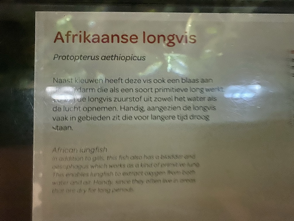 Explanation on the West African Lungfish at the Lower Floor of the Aquarium at the Royal Artis Zoo