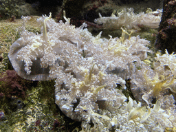 Upside-down Jellyfishes at the Lower Floor of the Aquarium at the Royal Artis Zoo