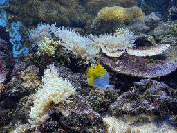 Fish and coral at the Lower Floor of the Aquarium at the Royal Artis Zoo