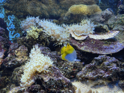 amsterdam_20_078 - 527 kb - 1024x768 - Fish and coral at the Lower Floor of the Aquarium at the Royal Artis Zoo Fish and coral at the Lower Floor of the Aquarium at the Royal Artis Zoo