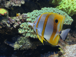 Copperband Butterflyfish and coral at the Lower Floor of the Aquarium at the Royal Artis Zoo