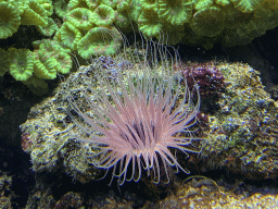 Sea anemone and coral at the Lower Floor of the Aquarium at the Royal Artis Zoo