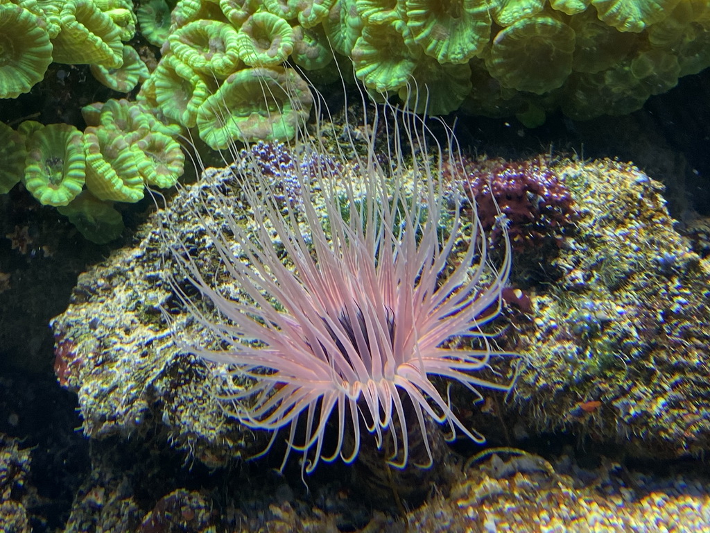 Sea anemone and coral at the Lower Floor of the Aquarium at the Royal Artis Zoo