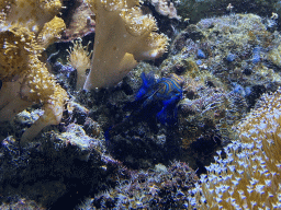 amsterdam_20_081 - 439 kb - 1024x768 - Fish and coral at the Lower Floor of the Aquarium at the Royal Artis Zoo Fish and coral at the Lower Floor of the Aquarium at the Royal Artis Zoo