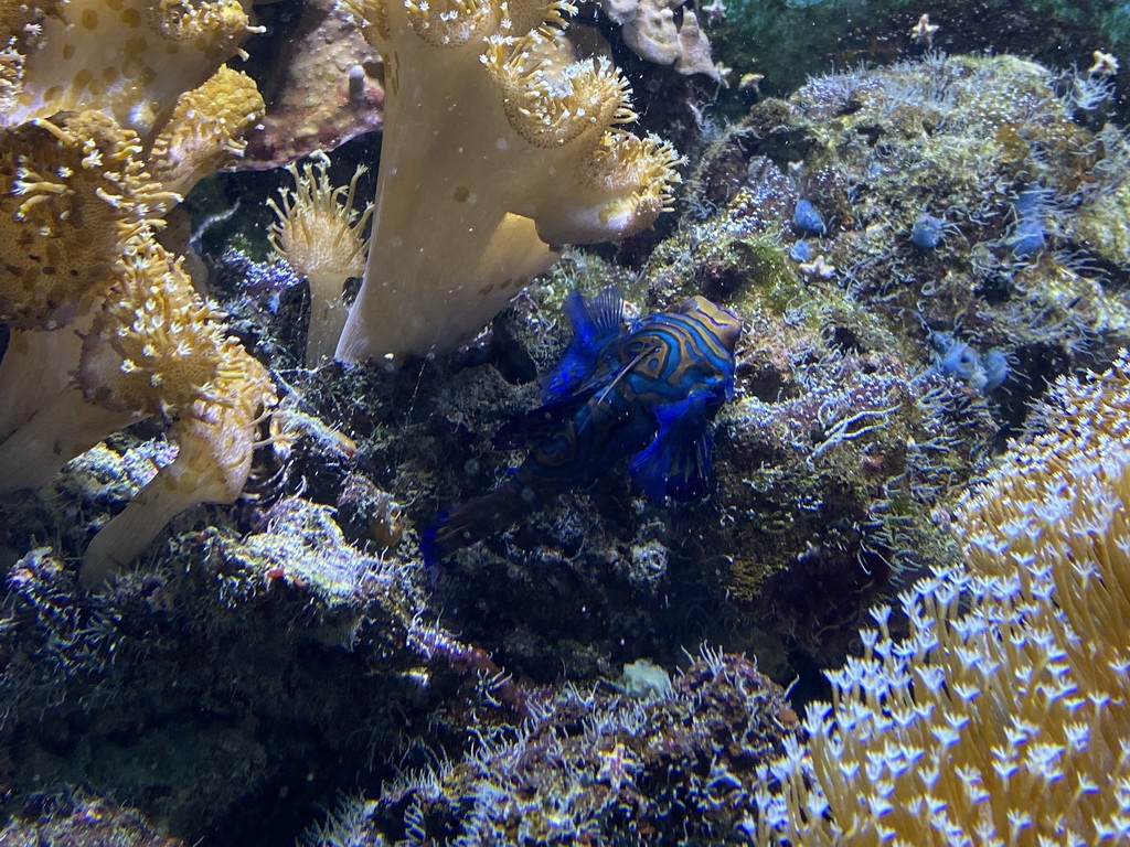 Fish and coral at the Lower Floor of the Aquarium at the Royal Artis Zoo