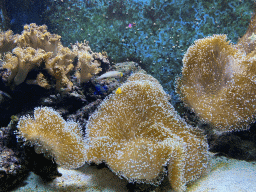 Fishes and coral at the Lower Floor of the Aquarium at the Royal Artis Zoo