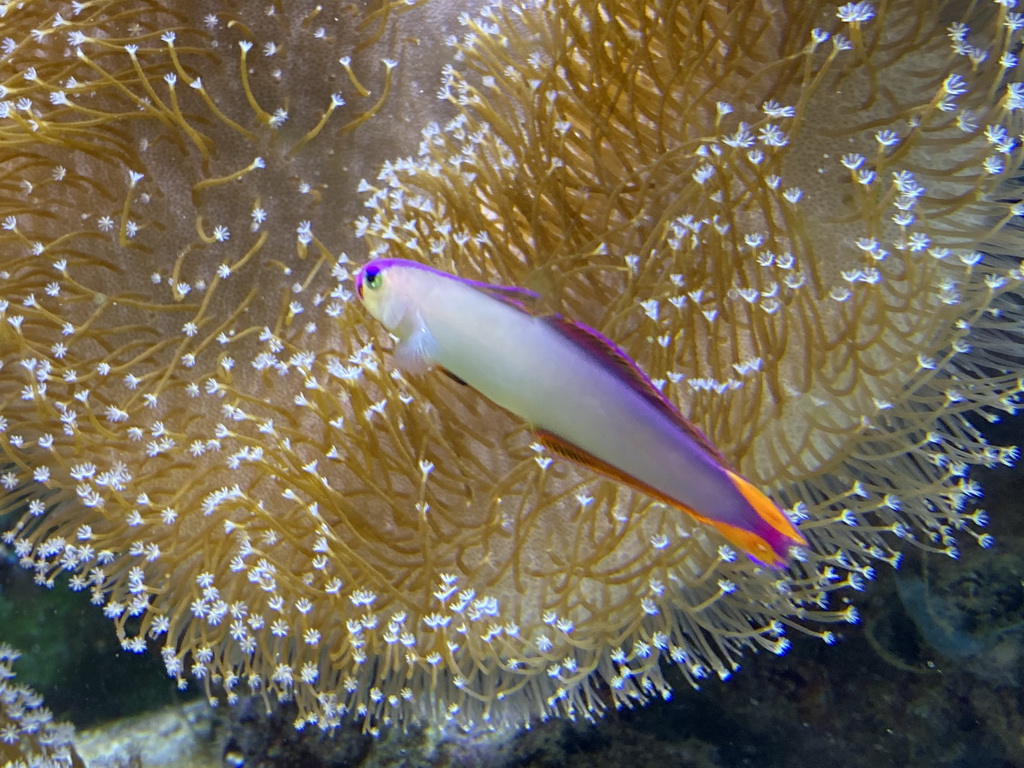 Fish and coral at the Lower Floor of the Aquarium at the Royal Artis Zoo