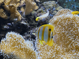 Copperband Butterflyfish, other fishes and coral at the Lower Floor of the Aquarium at the Royal Artis Zoo