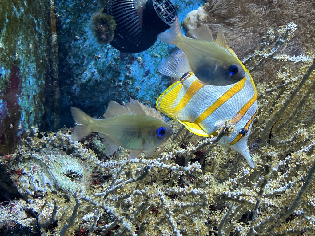 Copperband Butterflyfish, other fish and coral at the Lower Floor of the Aquarium at the Royal Artis Zoo