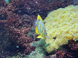 Copperband Butterflyfish and coral at the Lower Floor of the Aquarium at the Royal Artis Zoo