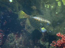 Fish and coral at the Lower Floor of the Aquarium at the Royal Artis Zoo