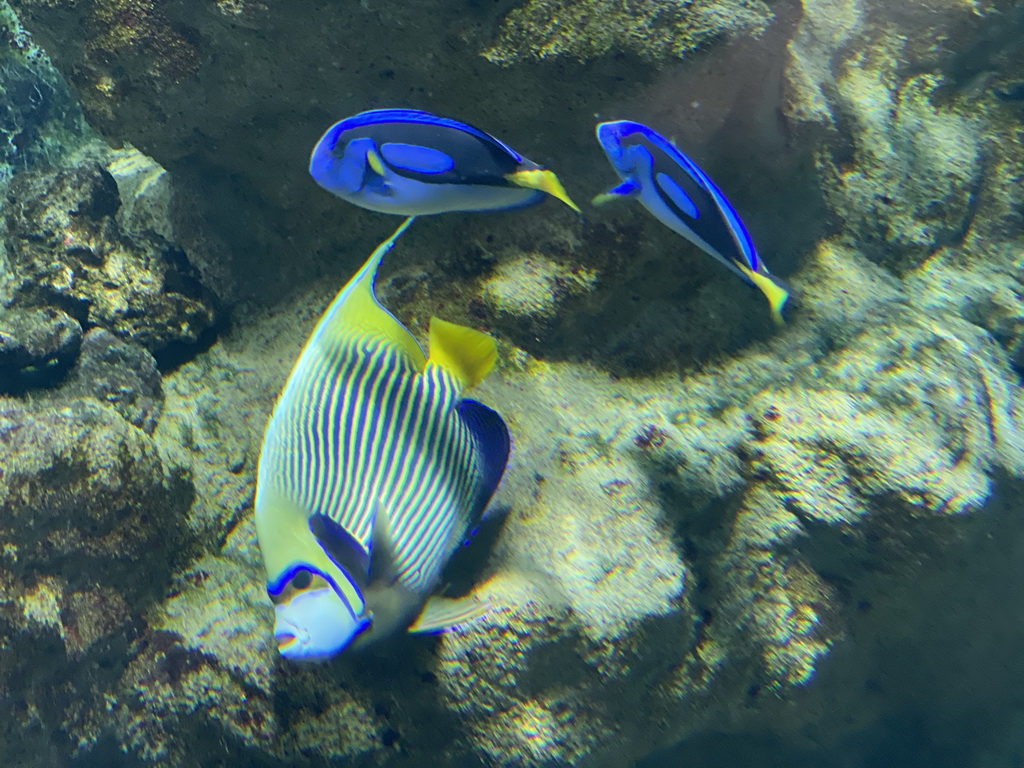 Blue Tangs and other fish at the Lower Floor of the Aquarium at the Royal Artis Zoo