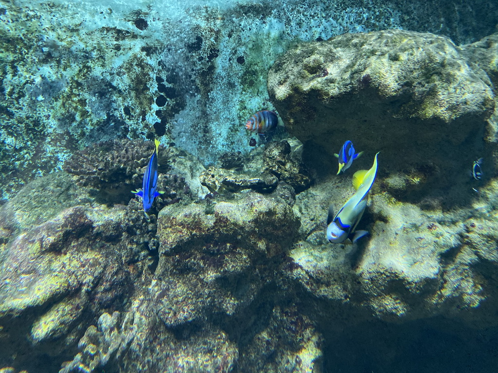 Blue Tangs and other fish at the Lower Floor of the Aquarium at the Royal Artis Zoo