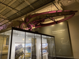 Whale skeleton at the Upper Floor of the Aquarium at the Royal Artis Zoo