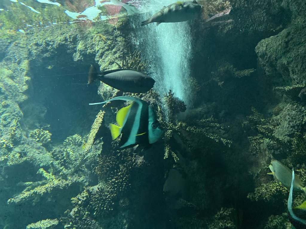 Fishes and coral at the Upper Floor of the Aquarium at the Royal Artis Zoo