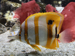 Copperband Butterflyfish and coral at the Upper Floor of the Aquarium at the Royal Artis Zoo