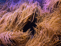 Sea anemones at the Upper Floor of the Aquarium at the Royal Artis Zoo