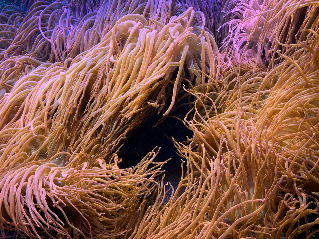 Sea anemones at the Upper Floor of the Aquarium at the Royal Artis Zoo