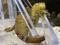 Seahorse at the Upper Floor of the Aquarium at the Royal Artis Zoo