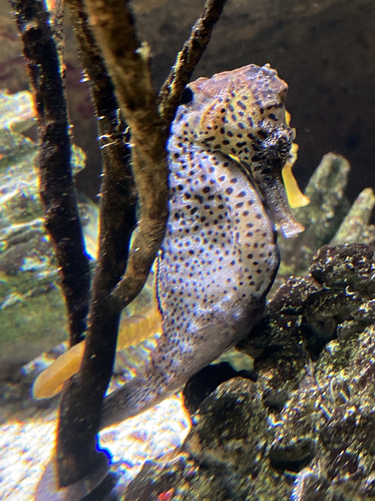 Seahorses at the Upper Floor of the Aquarium at the Royal Artis Zoo