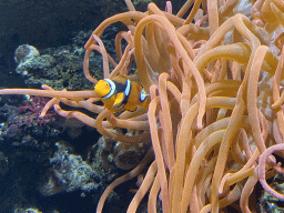 Clownfish and sea anemones at the Upper Floor of the Aquarium at the Royal Artis Zoo